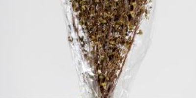 Oregano ORGANICZNE w pęczkach 30g Nasze oregano to oregano