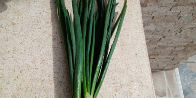 Dostępna zielona cebulka