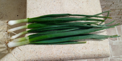 Dostępna zielona cebulka