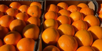 świeże produkty zbierane w dniu załadunku...najlepsze pomarańcze pakowane na