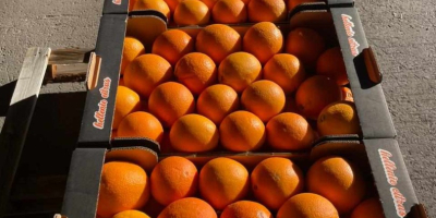 świeże produkty zbierane w dniu załadunku...najlepsze pomarańcze pakowane na