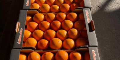 świeże produkty zbierane w dniu załadunku...najlepsze pomarańcze pakowane na