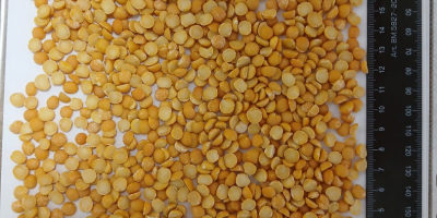 Dzień dobry. My, firma YEDNIST`FOOD, zajmujemy się przetwórstwem kukurydzy