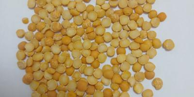 Dzień dobry. My, firma YEDNIST`FOOD, zajmujemy się przetwórstwem kukurydzy
