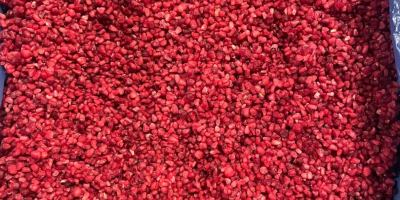 Firma OOO &quot;SadBerry&quot; zajmuje się sprzedażą malin Gris. Czyszczenie