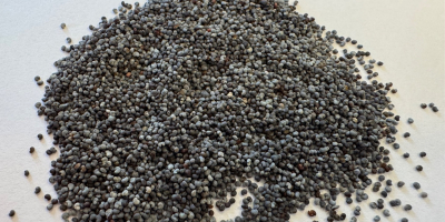 Blue Poppy Seeds PURITY: 99,99%, MOISTURY: max 7,5%, CROP