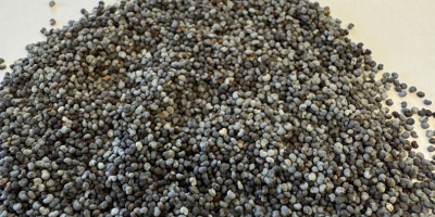 Blue Poppy Seeds PURITY: 99,99%, MOISTURY: max 7,5%, CROP