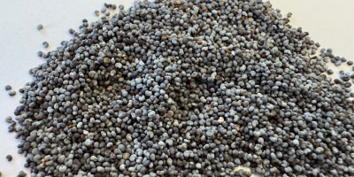 Blue Poppy Seeds PURITY: 99,99%, MOISTURY: max 7,5%, CROP