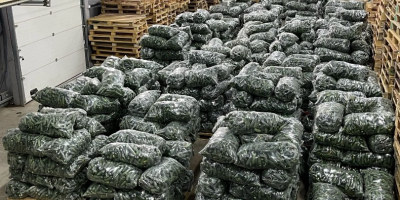 Firma Alrob Distribution 2020 SRL zajmuje się sprzedażą ogórków