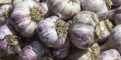 Świeży czosnek na sprzedaż – 0,42 € za cebulkę