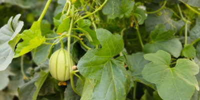 Domowy melon kantalupa odmiany Charentais, którego następny zbiór przypada