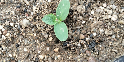 Domowy melon kantalupa odmiany Charentais, którego następny zbiór przypada
