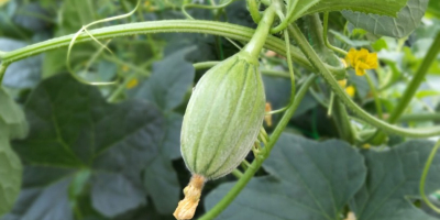 Domowy melon kantalupa odmiany Charentais, którego następny zbiór przypada