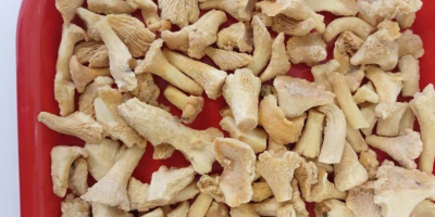 Sprzedaż mrożonych pieczarek i grzybów leśnych Oferujemy pieczarki mrożone