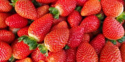 Witam, sprzedam 3 ciężarówki truskawki pochodzenia hiszpańskiego. Truskawka bardzo