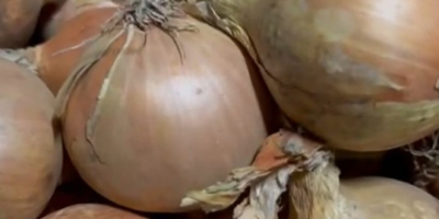 Sprzedam cebulę żółtą, workowana 15 kg 10 kg Big