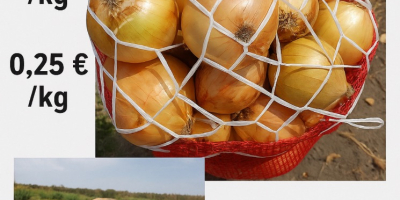 Sprzedajemy świeżą cebulę z Adany w Turcji Do odbioru