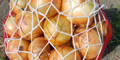 Sprzedajemy świeżą cebulę z Adany w Turcji Do odbioru