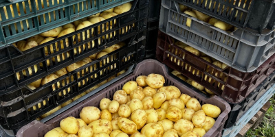 Sprzedam młode ziemniaki, cena uzależniona od ilości! Sprzedaż wyłącznie