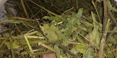 Jeżówka ziele cena 5 zł kg 9 ilośc około