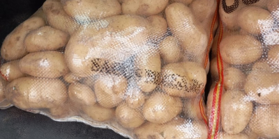 Sprzedam ziemniaki odmiany SPUNTA (świeże) naturalne, które znajdują się