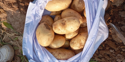 Sprzedam ziemniaki odmiany SPUNTA (świeże) naturalne, które znajdują się