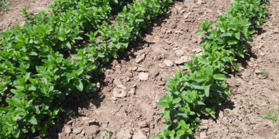 Świeża, bardzo aromatyczna, dobrze rozwinięta, ręcznie uprawiana i ekologiczna