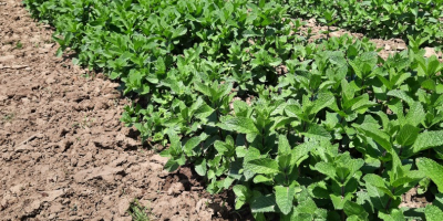 Świeża, bardzo aromatyczna, dobrze rozwinięta, ręcznie uprawiana i ekologiczna