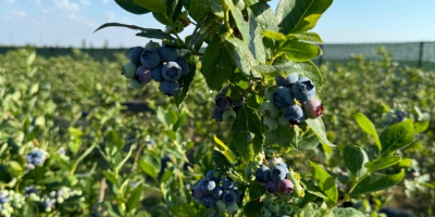 Szukasz słodkich, soczystych i świeżo zebranych jagód? Mamy wysokiej