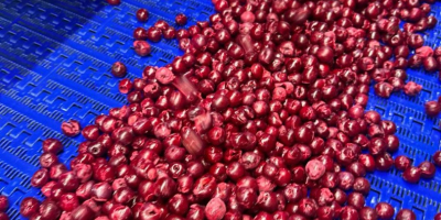 WIŚNIA MROŻONA IQF z pestką, bez pestki (KOSTKA) WIŚNIA