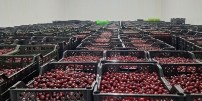 WIŚNIA MROŻONA IQF z pestką, bez pestki (KOSTKA) WIŚNIA
