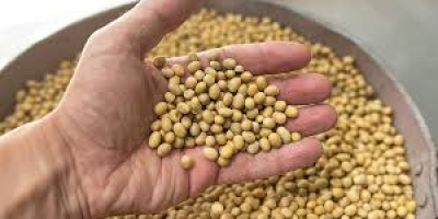 Dostępność: 1000 ton soi (GMO) z Ukrainy. Produkt jest