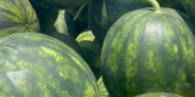 ARBUZ GRECKI SELIN oraz BOSTANA – HURT Bezpośredni import z