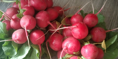 Witam.. Sprzedam rzodkiewkę z własnej uprawy. Smaczna, dorodna. Zapraszam