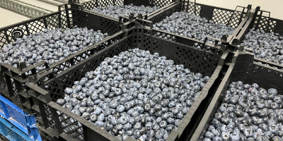 Sprzedam świeżą borówkę amerykańską prosto z plantacji Różne opcje