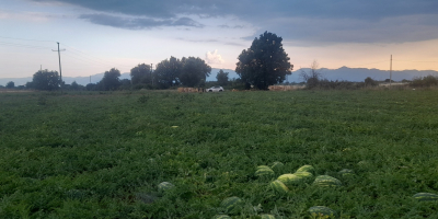 Arbuz, bardzo słodki, z regionu Jeziora Szkoderskiego. Obszar znany