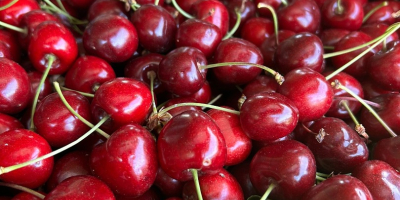 Sprzedam czereśnie czarne 20 skrzynek po 5kg każda czereśnia