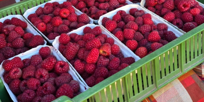 Sprzedam maliny • Odmiana: Przehyba, Glen • Opakowania: 500g