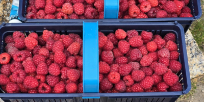 Sprzedam maliny • Odmiana: Przehyba, Glen • Opakowania: 500g