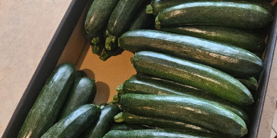 Mam na sprzedaż cukinie odmiany Rhodos Zefiros Cora. Market