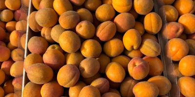 SRL Ciumașu Fruits Trade ma na sprzedaż morele odmiany
