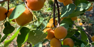 SRL Ciumașu Fruits Trade ma na sprzedaż morele odmiany