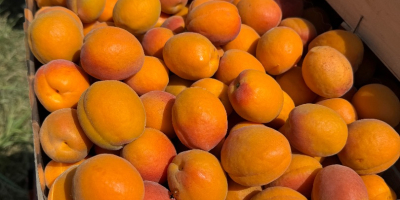 SRL Ciumașu Fruits Trade ma na sprzedaż morele odmiany