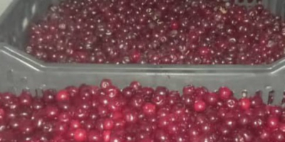 W ofercie świeże ekologiczne soczyste wiśnie Cena z dostawą