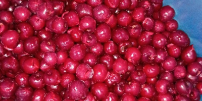 Продаем замороженную вишню без косточки, коробки на 10 кг.