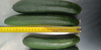 Sprzedam ogórek market kał. 10-14 cm Ogórek gładki 200