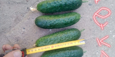 Sprzedam ogórek market kał. 10-14 cm Ogórek gładki 200
