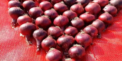MS dla eksportu i dostaw ogólnych Specyfikacja produktu –