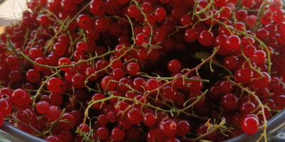 Sprzedaję świeżo zerwane porzeczki czerwone. Rośliny są wolne od
