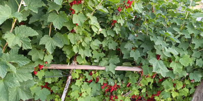 Sprzedaję świeżo zerwane porzeczki czerwone. Rośliny są wolne od